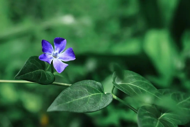 【五一特辑】赏花正当时!古蔺之春无需远游……(图31) 31.jpg