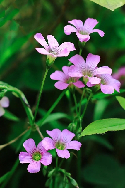 【五一特辑】赏花正当时!古蔺之春无需远游……(图32) 32.jpg