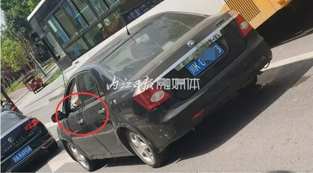 网友举报：有人抱着狗开车！内江交警：安排！