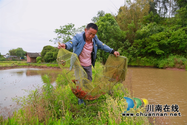 云龙镇大水河村，村民正在收网取虾。虾网里