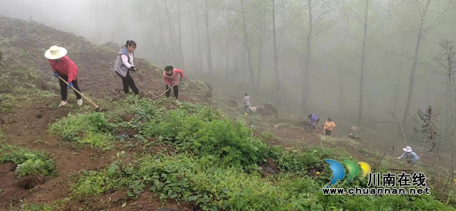 古蔺县石宝镇:春末夏初天晴朗,遍地银花展新枝(图1) e6a66a896e3812f19e4337ef11ad7e9.jpg