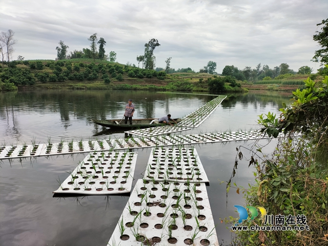 泸县立石镇:推广浮板种植,探索水环境治理新方式(图1) 963a173548e15b4844531b9bff3ec29.jpg