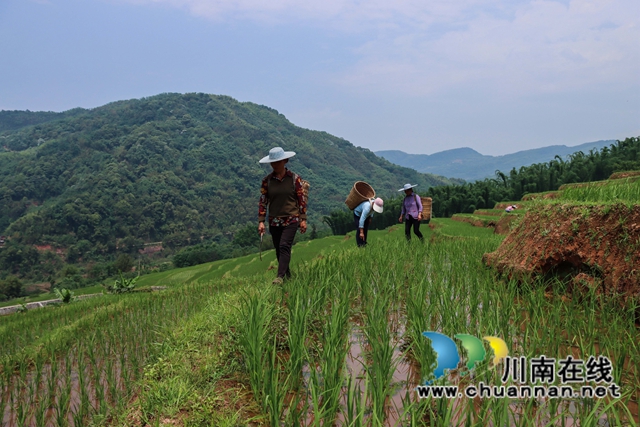 14、农民在四川省泸州市叙永县大石镇旺龙村4社治理后的撂荒地里劳作。.jpg