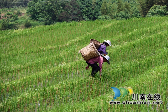 12、农民在四川省泸州市叙永县大石镇旺龙村4社治理后的撂荒地里劳作。.jpg