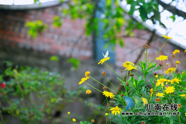 泸县云龙镇:“小庭院”涵养乡风文明(图2) 初夏时节,走进云龙镇云丰村,农家小院干净整洁,房前屋后绿意盎然,花开正艳,仿佛进入了世外桃源。.jpg