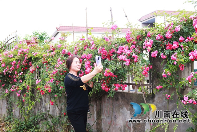 泸县云龙镇:“小庭院”涵养乡风文明(图1) “这家庭院墙上的蔷薇花真漂亮,我开车经过就想合个照,现在的农村真是越来越美了。”游客王大姐高兴地说道。.jpg