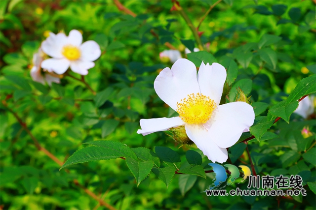 泸县云龙镇:“小庭院”涵养乡风文明(图7) 网格员变成了“信息员”进家入户,积极指导村民做好房前屋后的清理,收集“美丽小院”美景图,在一家人微信群、云龙之声公众号定期展示,营造“美丽庭院创建人人有责、家家参与、户户受益”的浓厚氛围,让“美丽庭院”创建工作深入人心,将“爱美之心”根植群众心中。.jpg