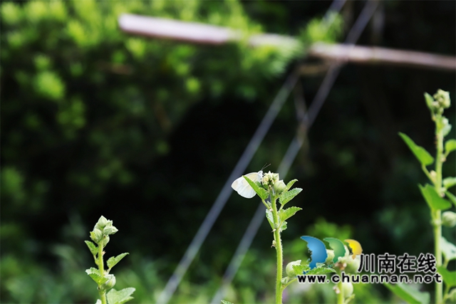 泸县云龙镇:“小庭院”涵养乡风文明(图8) 阳光照耀下,蝴蝶绕着花蕾上下飞舞.jpg