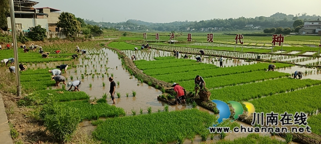 泸县海潮镇:千亩良田制种水稻 现代农业致富乡邻(图2) 微信图片_20220510071031.jpg