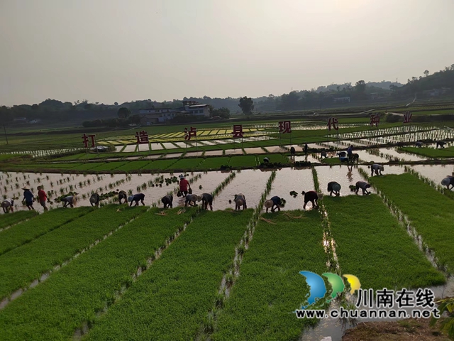 泸县海潮镇:千亩良田制种水稻 现代农业致富乡邻(图3) 微信图片_20220510071046.jpg