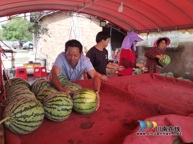 准备销售西瓜（曾佐然摄）.jpg