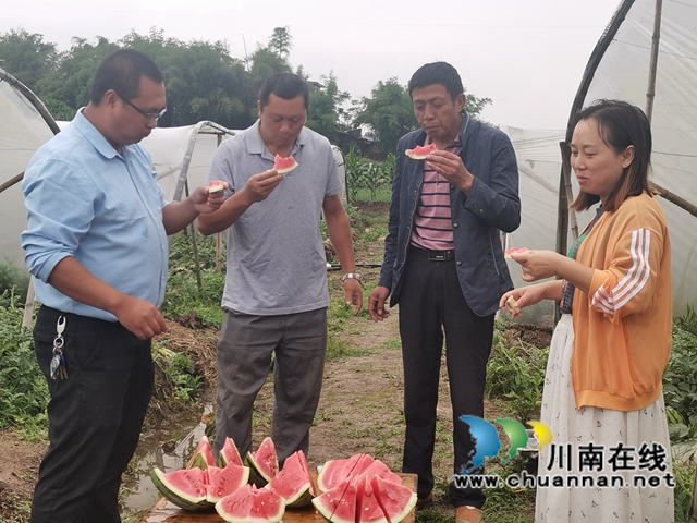 来泸县玄滩镇玄丰村，品尝西瓜初夏的甘甜！