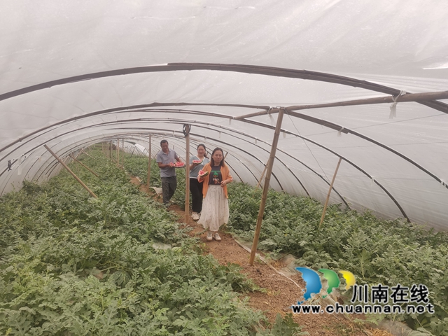 大棚内现场品尝西瓜（曾佐然摄）.jpg