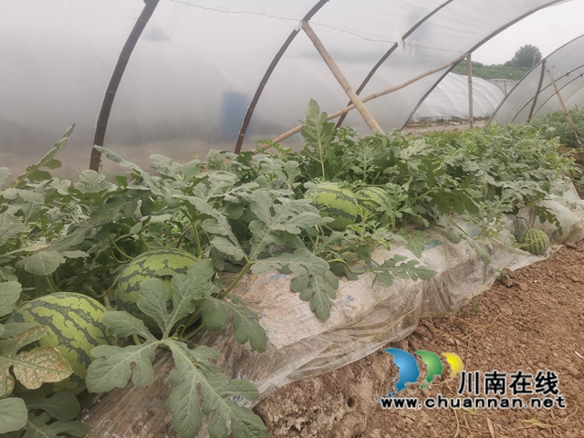 西瓜满地（曾佐然摄）.jpg