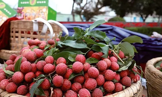 品牌价值上涨!泸州桂圆14.72亿元,合江荔枝12.46亿元(图3) 荔枝1.jpg