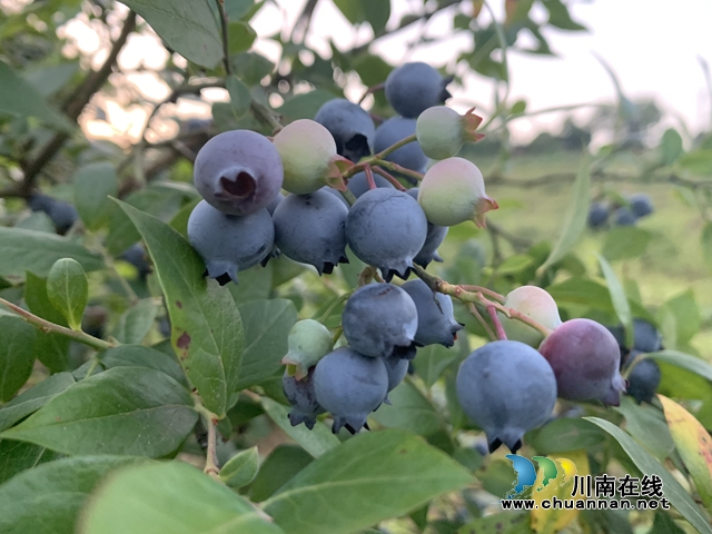 蓝莓.jpg