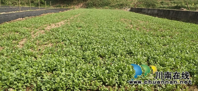 泸县太伏镇:乡贤发展香菜产业带来大收益(图1) 香菜照片1.jpg