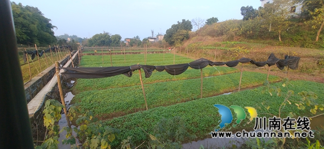 泸县太伏镇:乡贤发展香菜产业带来大收益(图2) 香草照片2.jpg
