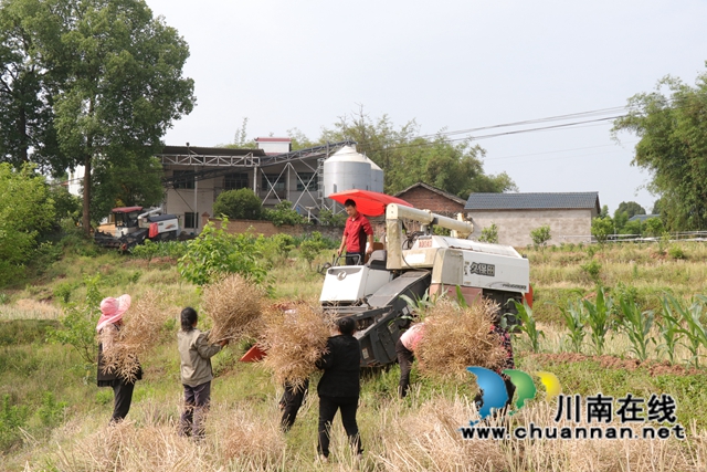 平安村乡贤刘国强正在收割作业1.JPG