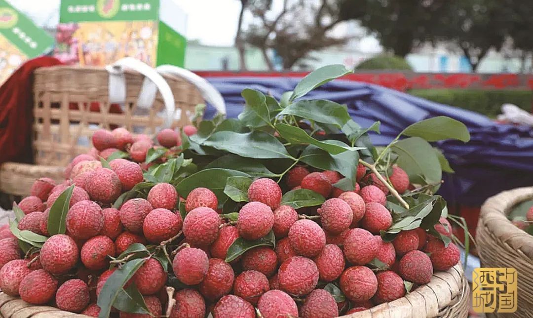 品牌价值上涨!泸州桂圆14.72亿元,合江荔枝12.46亿元(图1) 1.jpg