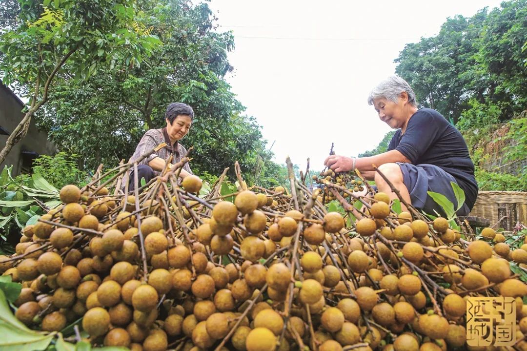 品牌价值上涨!泸州桂圆14.72亿元,合江荔枝12.46亿元(图2) 2.jpg