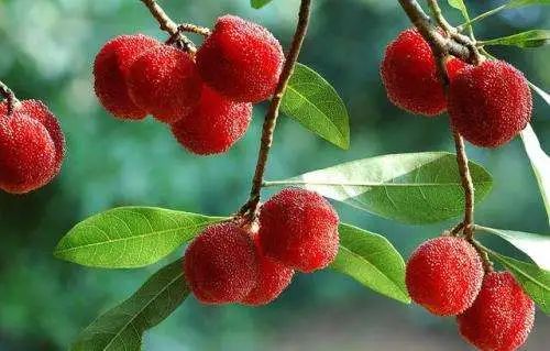 【提醒】小满后，要多吃这些东西！