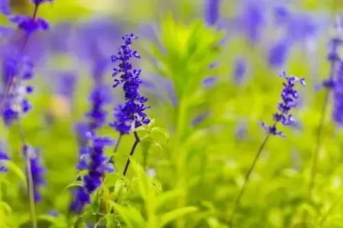 【提醒】小满后,要多吃这些东西!(图5) 微信图片_20220522081831.jpg