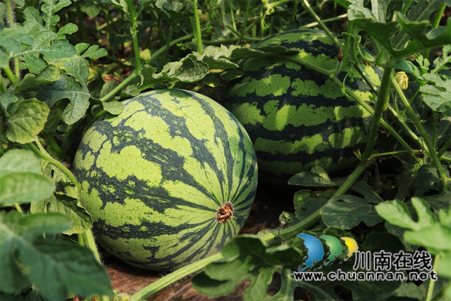 西瓜在市场上能卖到2元每斤，供应期也更长了，收获期可以从5月持续到8月。.jpg
