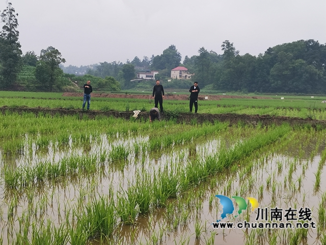 水稻制种基地水稻长势良好（曾佐然摄）.jpg