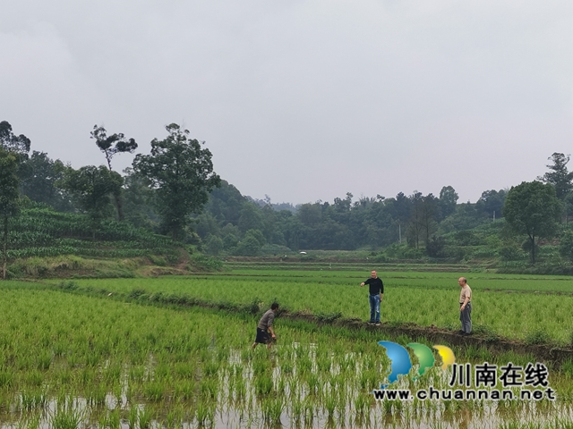 驻村工作队察看水稻制种基地水稻长势（曾佐然摄）.jpg