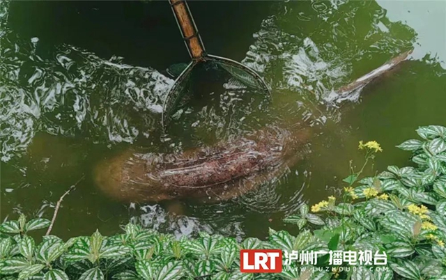 30斤重的娃娃鱼见过没？“大家伙”现身泸州忠山公园