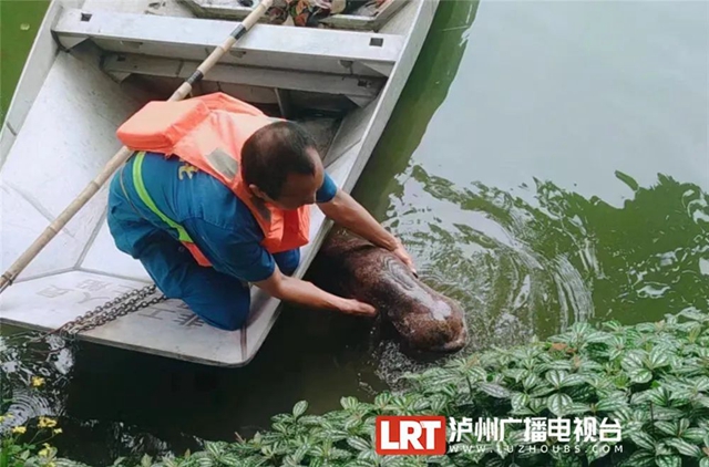 30斤重的娃娃鱼见过没?“大家伙”现身泸州忠山公园(图2) 2.jpg
