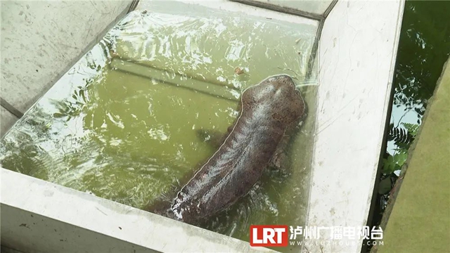 30斤重的娃娃鱼见过没?“大家伙”现身泸州忠山公园(图3) 3.jpg