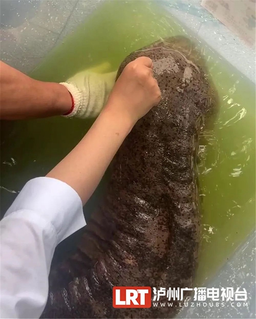 30斤重的娃娃鱼见过没?“大家伙”现身泸州忠山公园(图4) 4.jpg