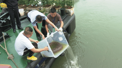 30斤重的娃娃鱼见过没?“大家伙”现身泸州忠山公园(图5) 5.gif