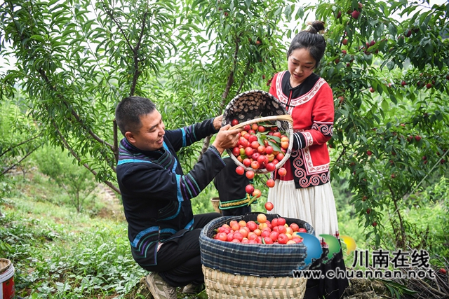 泸州:渔民退捕上岸,转行果农赚钱丰!(图2) 2、2022年5月24日,四川省泸州市叙永县水潦彝族乡海涯村4社的上岸退捕渔民在采摘“红宝石”李子。.jpg