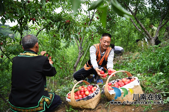 泸州:渔民退捕上岸,转行果农赚钱丰!(图4) 5、2022年5月24日,四川省泸州市叙永县水潦彝族乡海涯村4社的上岸退捕渔民在采摘“红宝石”李子。.jpg