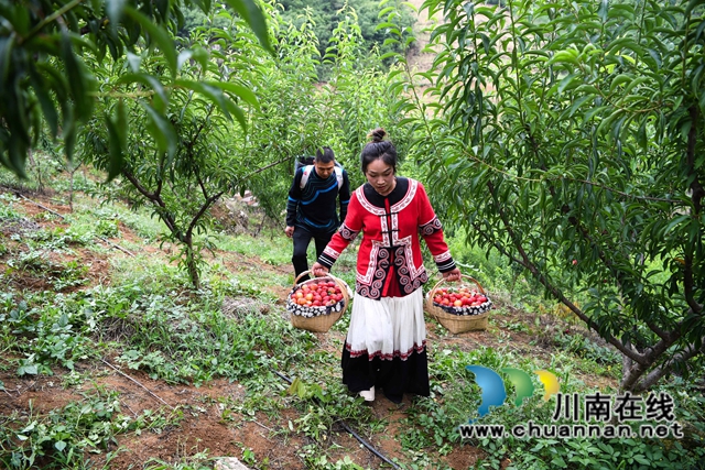 泸州:渔民退捕上岸,转行果农赚钱丰!(图5) 6、2022年5月24日,四川省泸州市叙永县水潦彝族乡海涯村4社的上岸退捕渔民在采摘“红宝石”李子。.jpg