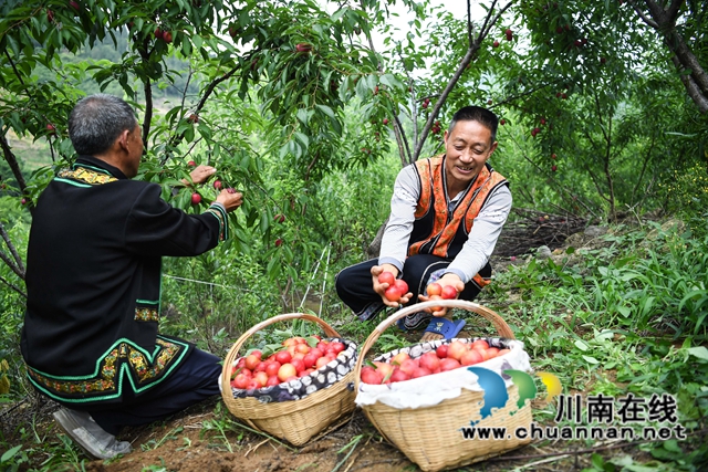 泸州:渔民退捕上岸,转行果农赚钱丰!(图3) 4、2022年5月24日,四川省泸州市叙永县水潦彝族乡海涯村4社的上岸退捕渔民在采摘“红宝石”李子。.jpg