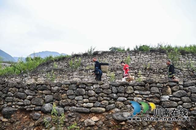 泸州:渔民退捕上岸,转行果农赚钱丰!(图7) 8、2022年5月24日,四川省泸州市叙永县水潦彝族乡海涯村4社的上岸退捕渔民在采摘“红宝石”李子。.jpg