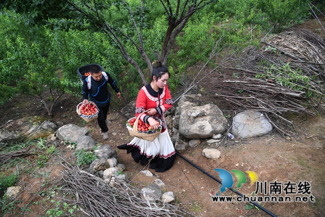 泸州:渔民退捕上岸,转行果农赚钱丰!(图6) 7、2022年5月24日,四川省泸州市叙永县水潦彝族乡海涯村4社的上岸退捕渔民在采摘“红宝石”李子。.jpg