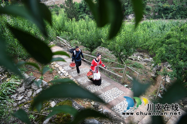 泸州:渔民退捕上岸,转行果农赚钱丰!(图8) 9、2022年5月24日,四川省泸州市叙永县水潦彝族乡海涯村4社的上岸退捕渔民在采摘“红宝石”李子。.jpg