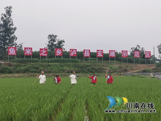 泸县玄滩镇新山村薅秧现场1（曾佐然摄）.jpg
