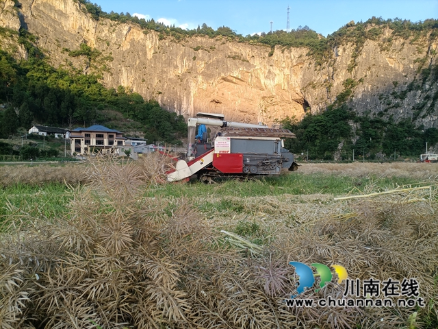 古蔺县双沙镇:油菜丰收忙插秧,农旅融合促振兴(图3) 9a407b3ffb67d3902557c35dfd3b9e4.jpg