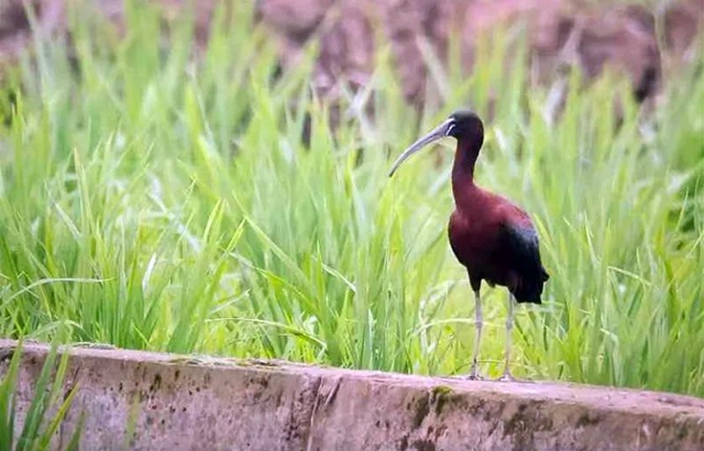 泸州警方首次披露彩鹮猎杀案细节！