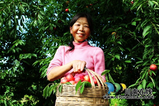 泸县潮河镇:瓜果飘香,增收有“李”(图3) 187A0981_副本.jpg