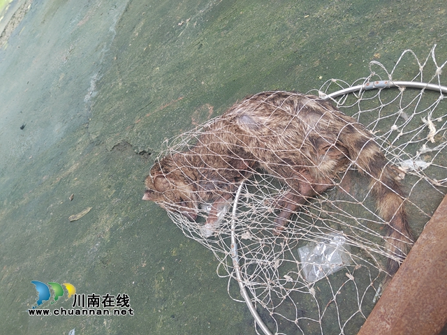 叙永县向林镇：放生野生动物，助力生态文明建设