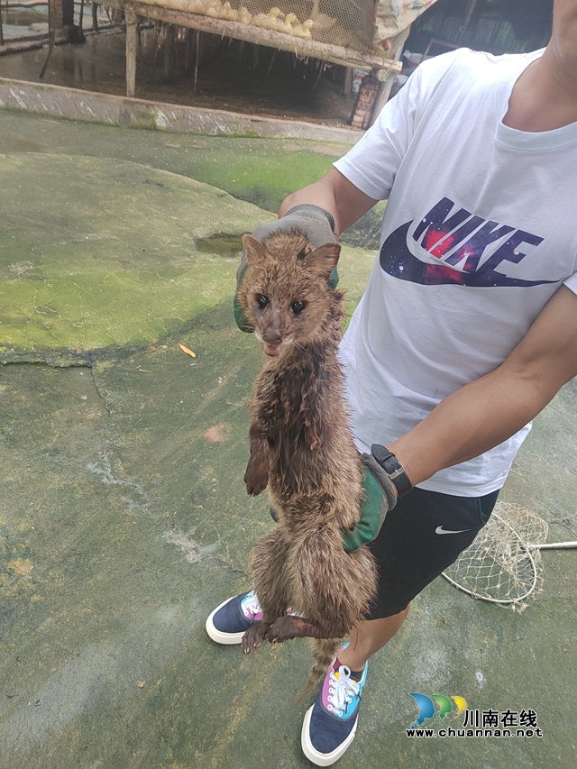 向林镇放生野生动物 (2).jpg