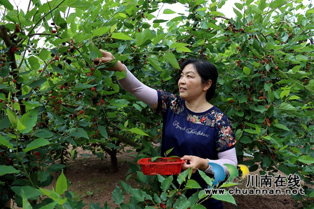 看着挂满枝头的桑葚，农场主刘德琼眉间带笑。雷凤丽摄.jpg