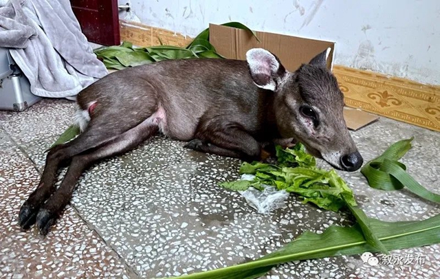 叙永:多方合力营救 遇险国家二级保护动物毛冠鹿脱险(图2) 2.jpg